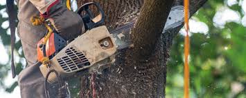 Ely, IA Tree Care Services Company